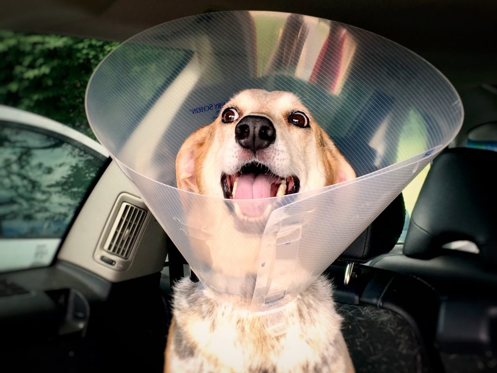 7 dicas para ter cachorro e gato em apartamento