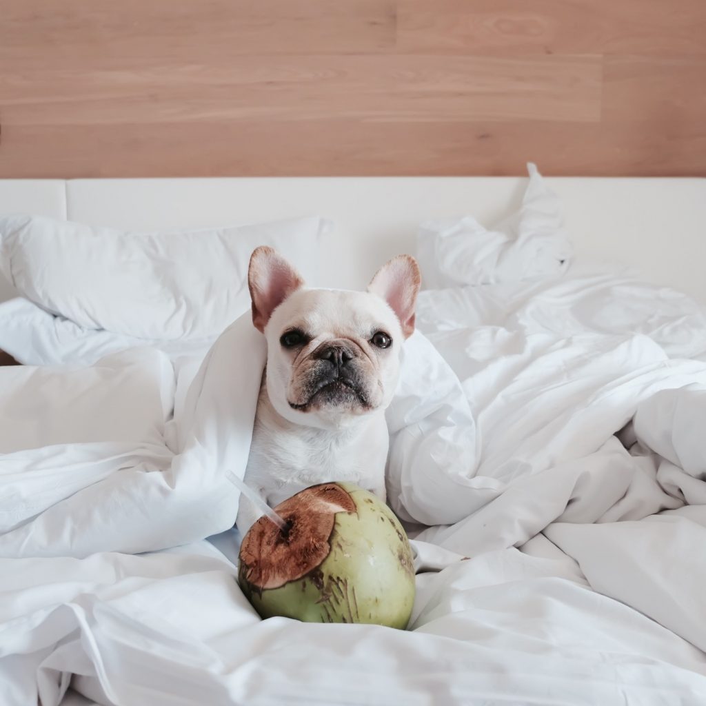 7 dicas para ter cachorro e gato em apartamento