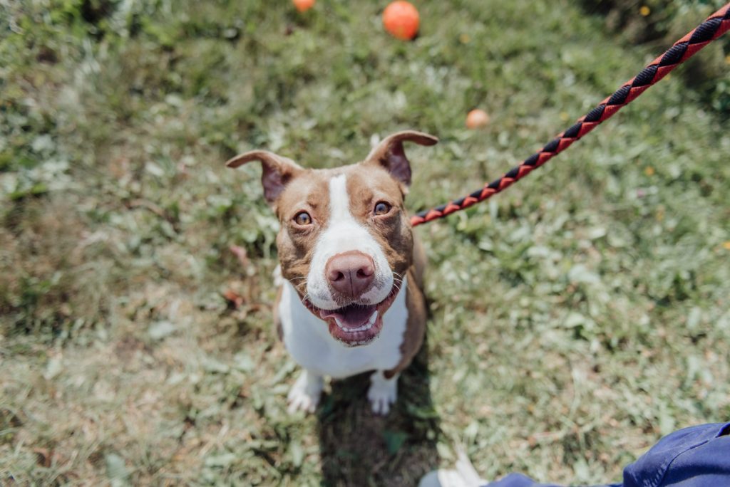 7 dicas para ter cachorro e gato em apartamento