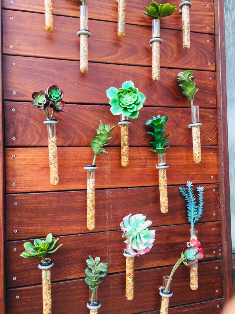 plantas a luz do sol