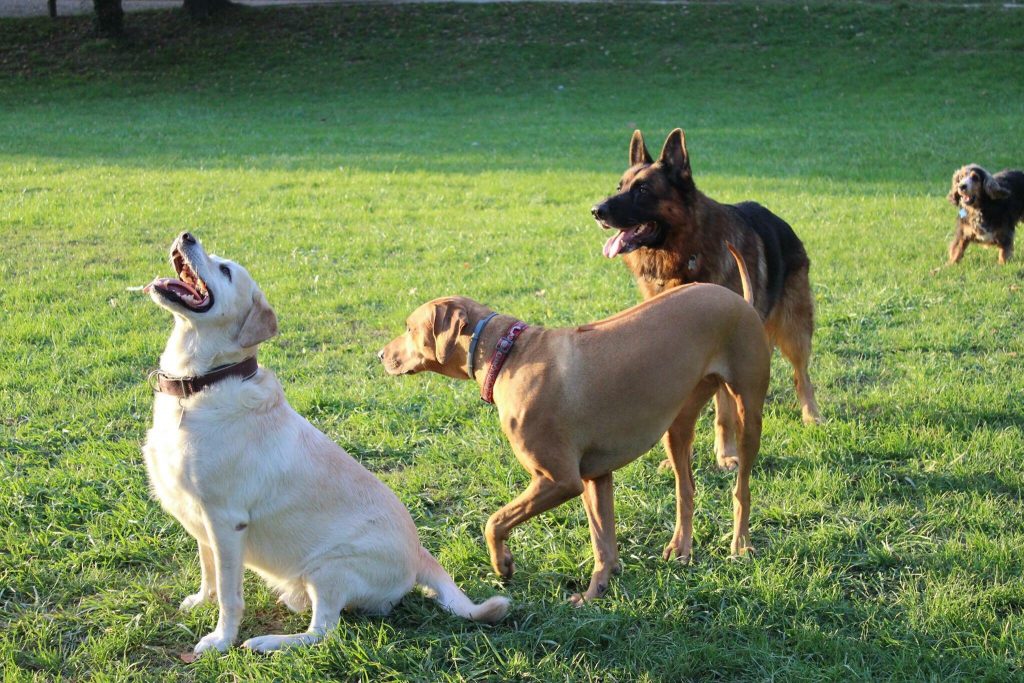 7 dicas para ter cachorro e gato em apartamento