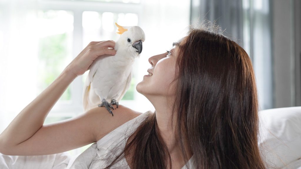 animais de estimação para apartamento cacatua